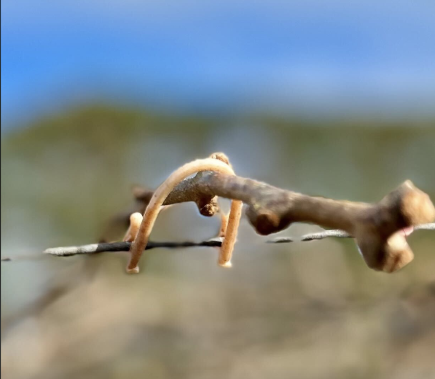 Biodegradable trellis clip