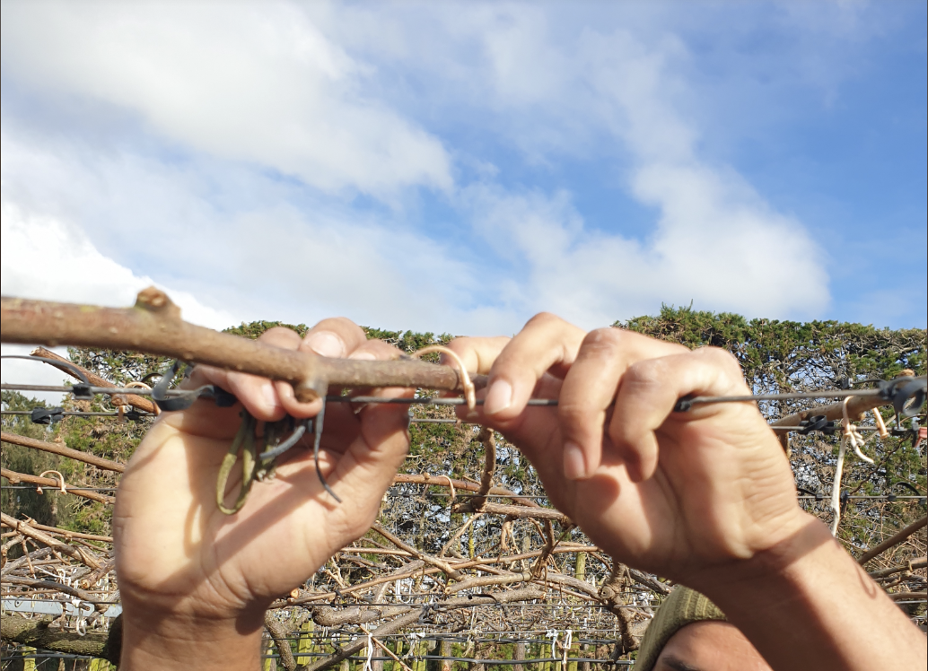 Compostable vine clip
