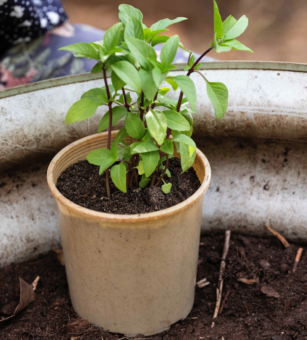 Compostable Planting Pot Biodegradable Compostable Pots | Compostify